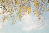 Silver Birch Leaves On Blue Sky Poster och Canvastavla