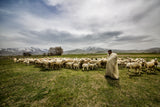 shepherd Poster och Canvastavla