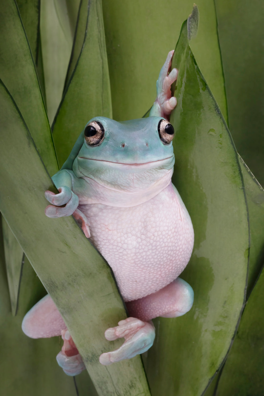 A Whites Tree Frogs Pose Poster och Canvastavla