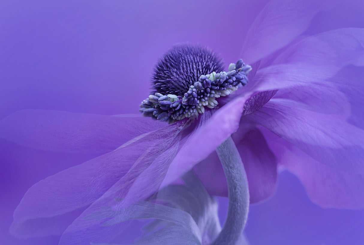 Purple Anemone Poster och Canvastavla