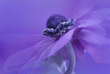 Purple Anemone Poster och Canvastavla