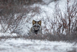 Try to Catch Me Poster och Canvastavla
