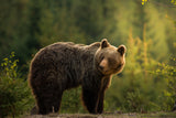 Backlit bear Poster och Canvastavla