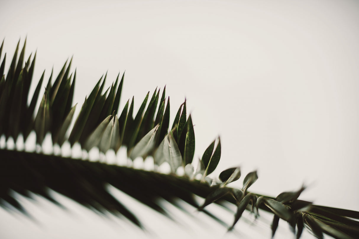Palm Branches Poster och Canvastavla