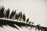 Palm Branches Poster och Canvastavla