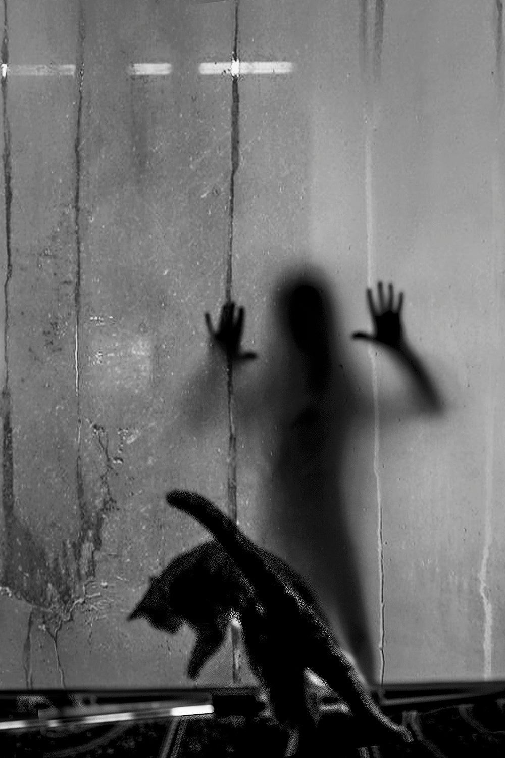 shadow and cat Poster och Canvastavla
