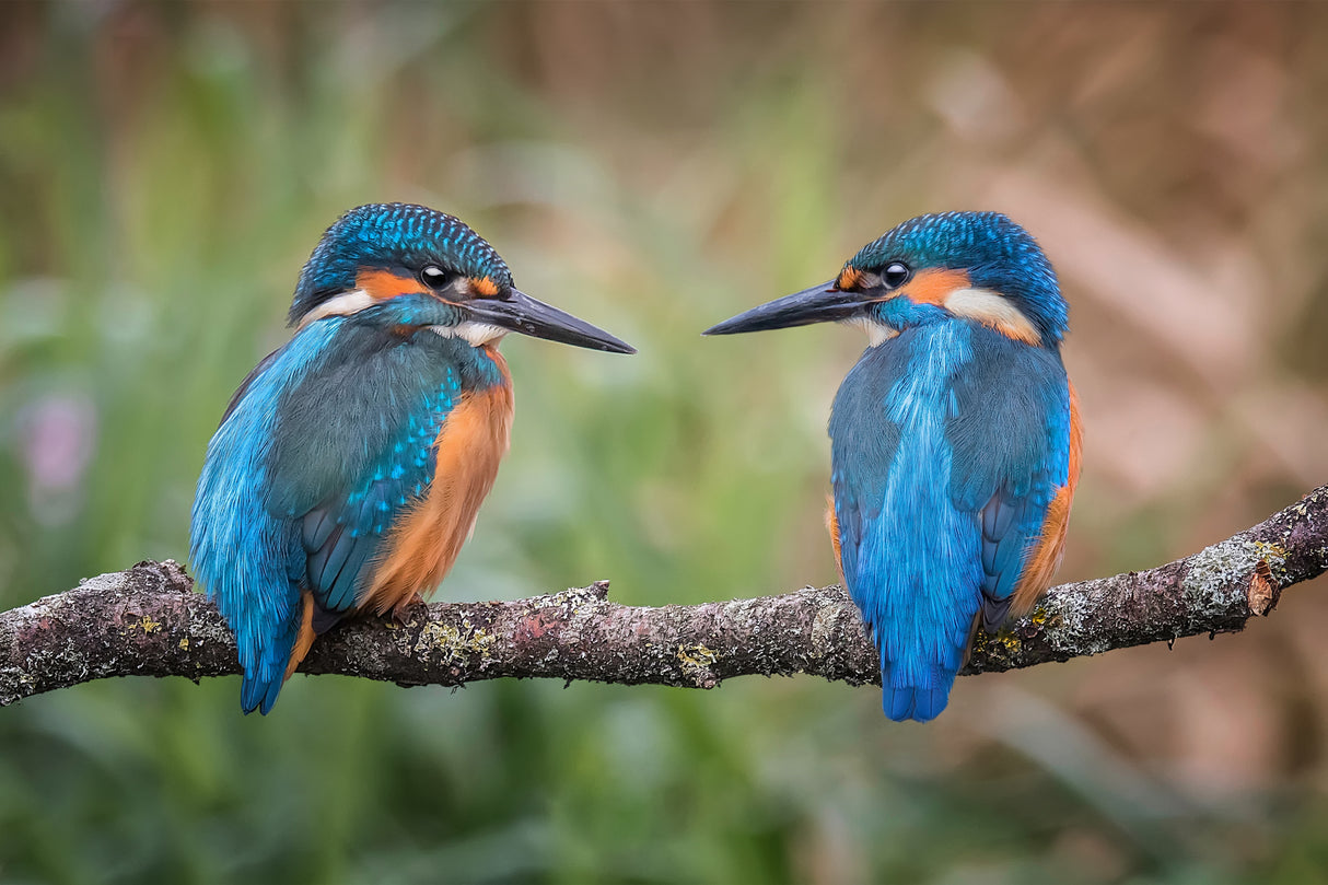 Sharing the perch Poster och Canvastavla