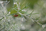 Shine of morning bokeh Poster och Canvastavla