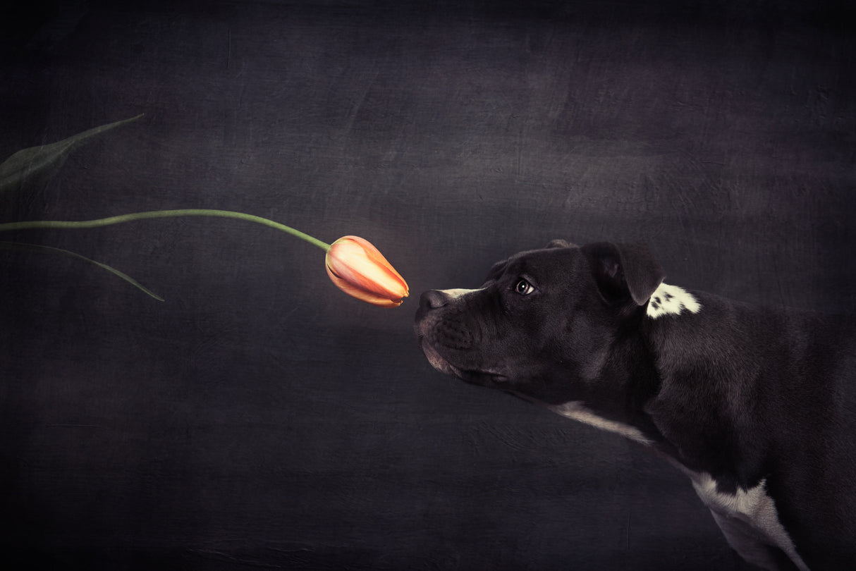 First approach - Hildegard and the tulip Poster och Canvastavla