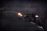 First approach - Hildegard and the tulip Poster och Canvastavla