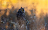 Owl Poster och Canvastavla