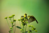 Nectar Addict Poster och Canvastavla