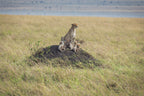 Fragility on the Serengeti Poster och Canvastavla