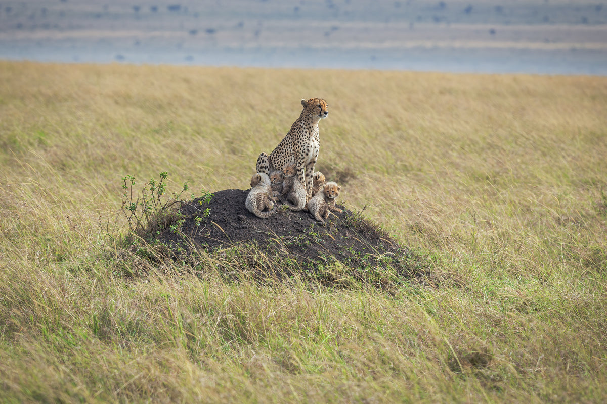 Fragility on the Serengeti Poster och Canvastavla