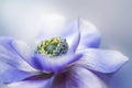Anemone De Caen Poster och Canvastavla