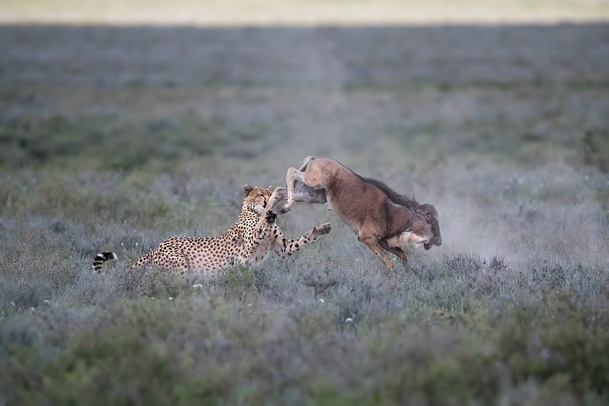 The hunt Poster och Canvastavla