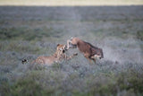 The hunt Poster och Canvastavla