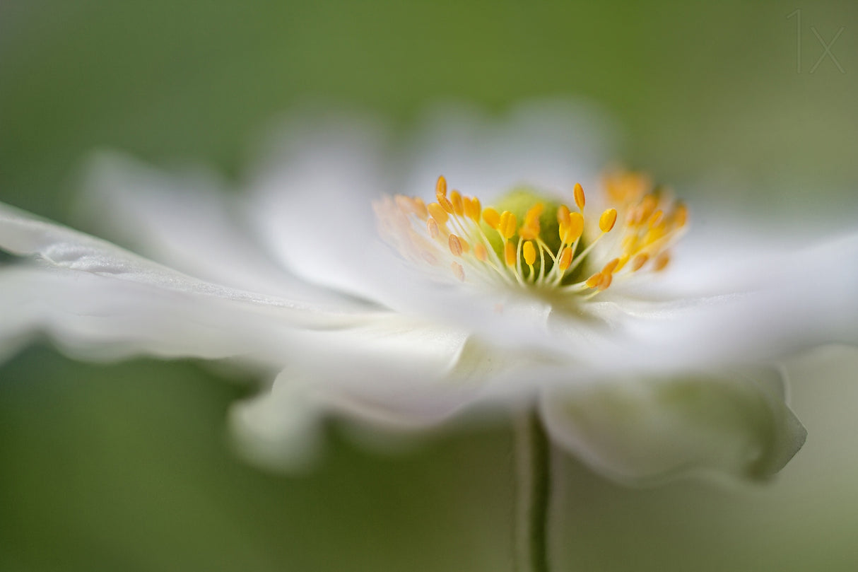 White Anemone Poster och Canvastavla