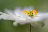 White Anemone Poster och Canvastavla