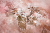 Blossom Poster och Canvastavla