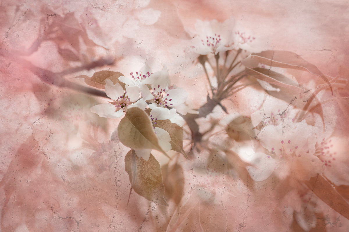 Blossom Poster och Canvastavla
