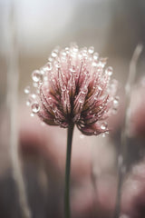 Pastel Nature Macro No 4 Poster och Canvastavla