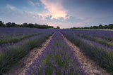 Blue Lavender Poster och Canvastavla
