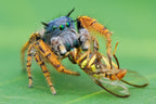 pidhipus mystaceus with fruitfly Poster och Canvastavla