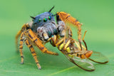 pidhipus mystaceus with fruitfly Poster och Canvastavla