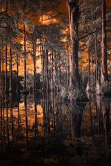 Cypress Study #2 Poster och Canvastavla