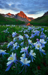 Blue Columbine Paradise Poster och Canvastavla
