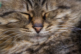 cute cat Poster och Canvastavla