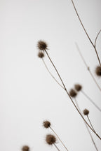 Thistle Grey 03 Poster och Canvastavla
