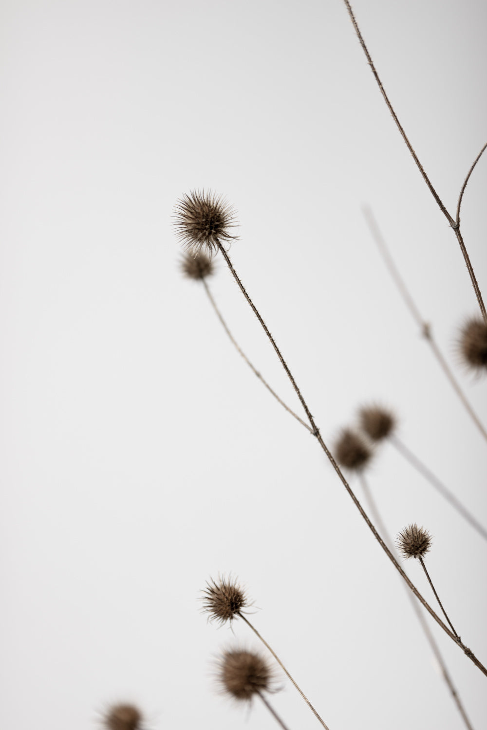 Thistle Grey 03 Poster och Canvastavla