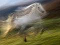gallop in the wind Poster och Canvastavla