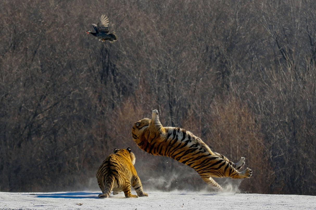 Tiger Slip Poster och Canvastavla