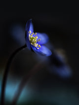 Hepatica nobilis ll Poster och Canvastavla