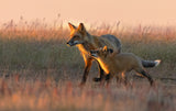 Red fox Poster och Canvastavla