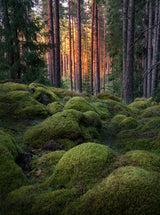 Mossy forest Poster och Canvastavla