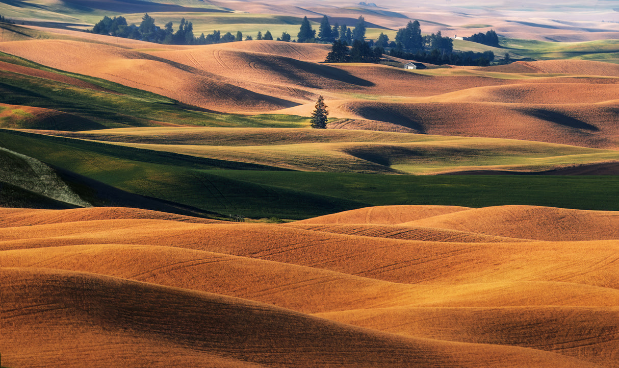 PALOUSE FIELDS Poster och Canvastavla