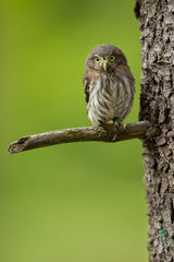 Eurasian pygmy owl Poster och Canvastavla