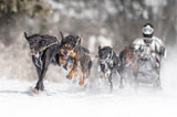 Team work Poster och Canvastavla