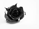 Rose Noir Poster och Canvastavla