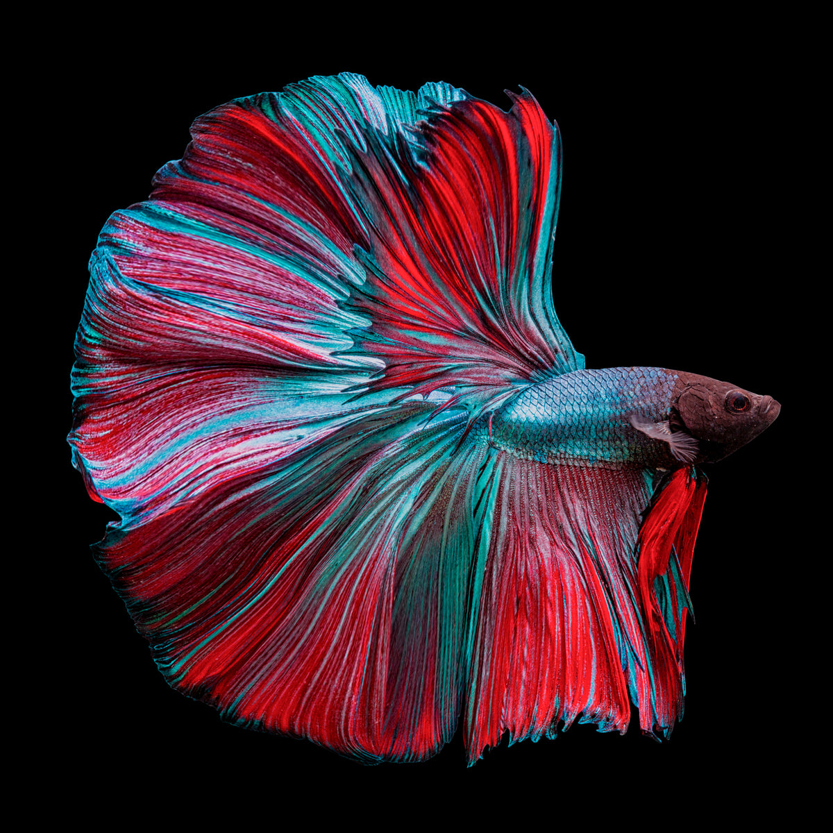 Betta Fish Red and Blue Poster och Canvastavla