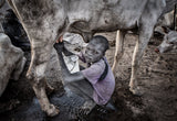 Mundari child milking a cow - South Sudan Poster och Canvastavla