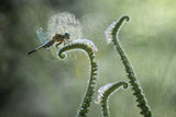 Dragonfly and Wildflowers Poster och Canvastavla
