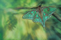 Spanish Moon Moth Poster och Canvastavla