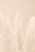 Pampas Grass Beige 04 Poster och Canvastavla
