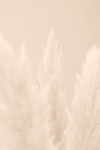 Pampas Grass Beige 04 Poster och Canvastavla