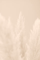Pampas Grass Beige 04 Poster och Canvastavla